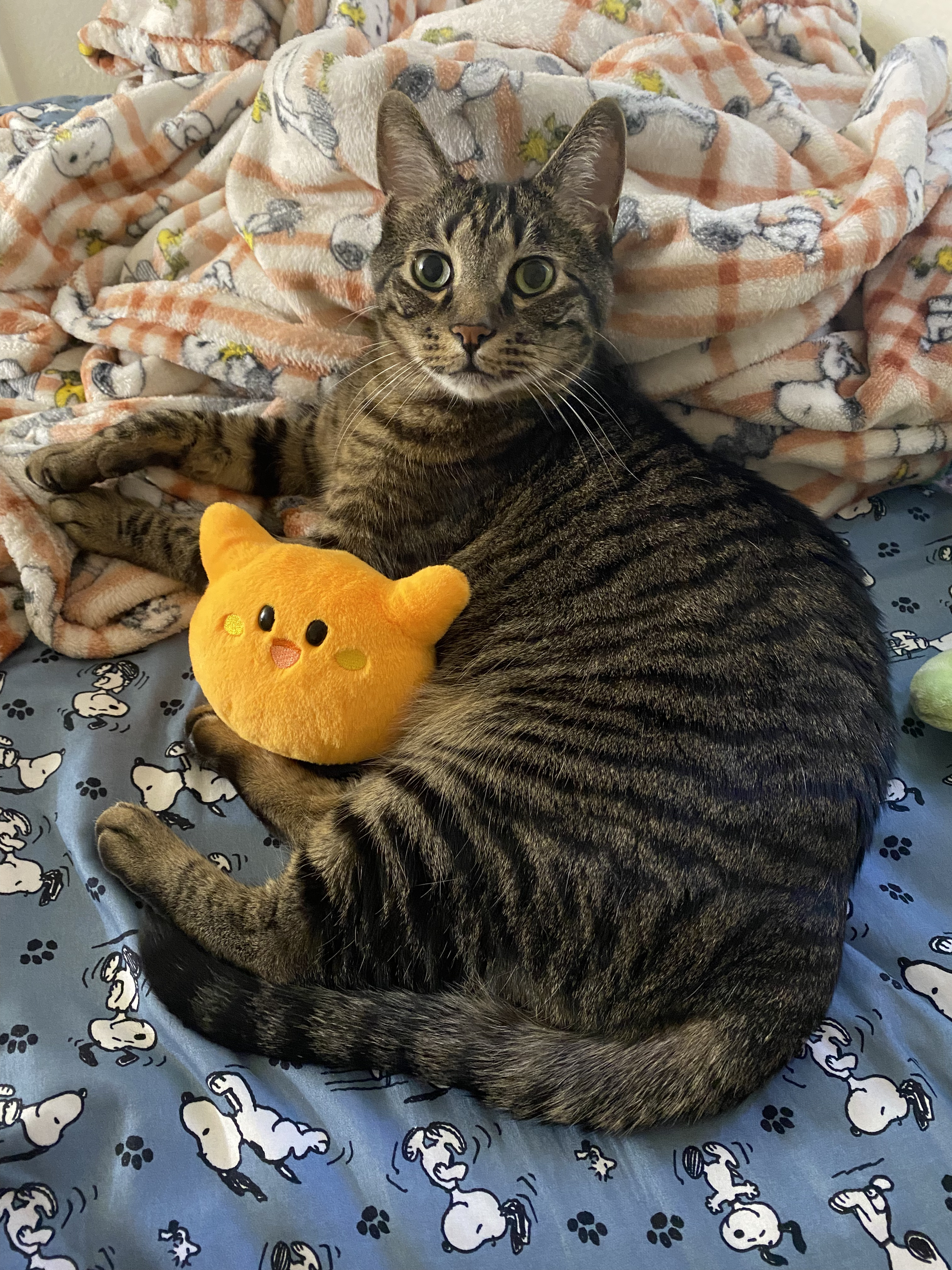 my cat levi in bed with scarfy plush